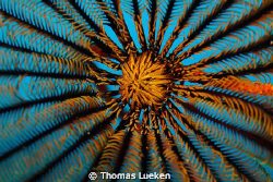 found in Sipalay; D300 by Thomas Lueken 